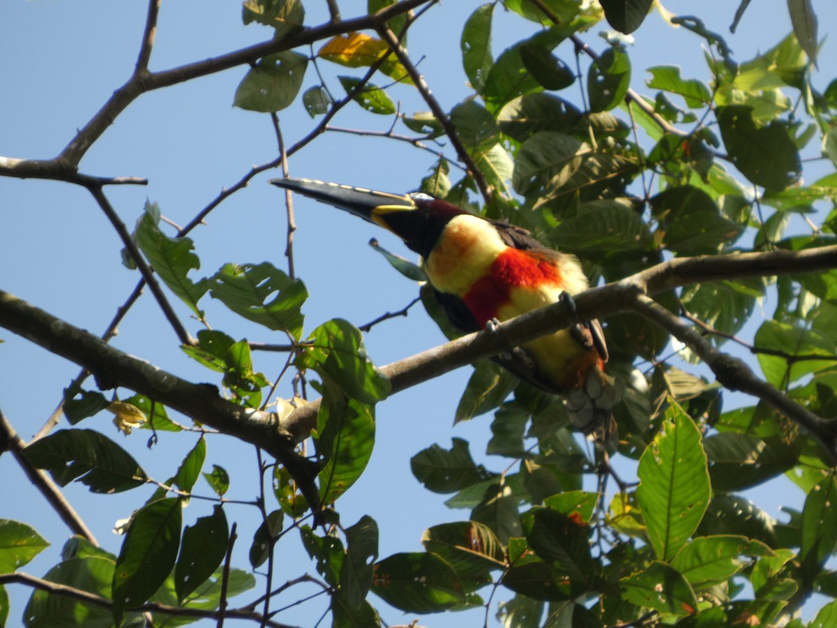 arassari hnědouchý - ML647358048