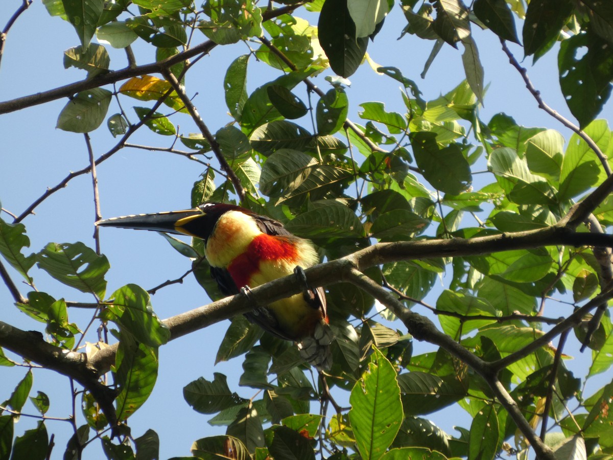 arassari hnědouchý - ML647358049