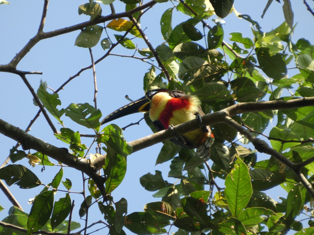 arassari hnědouchý - ML647358050