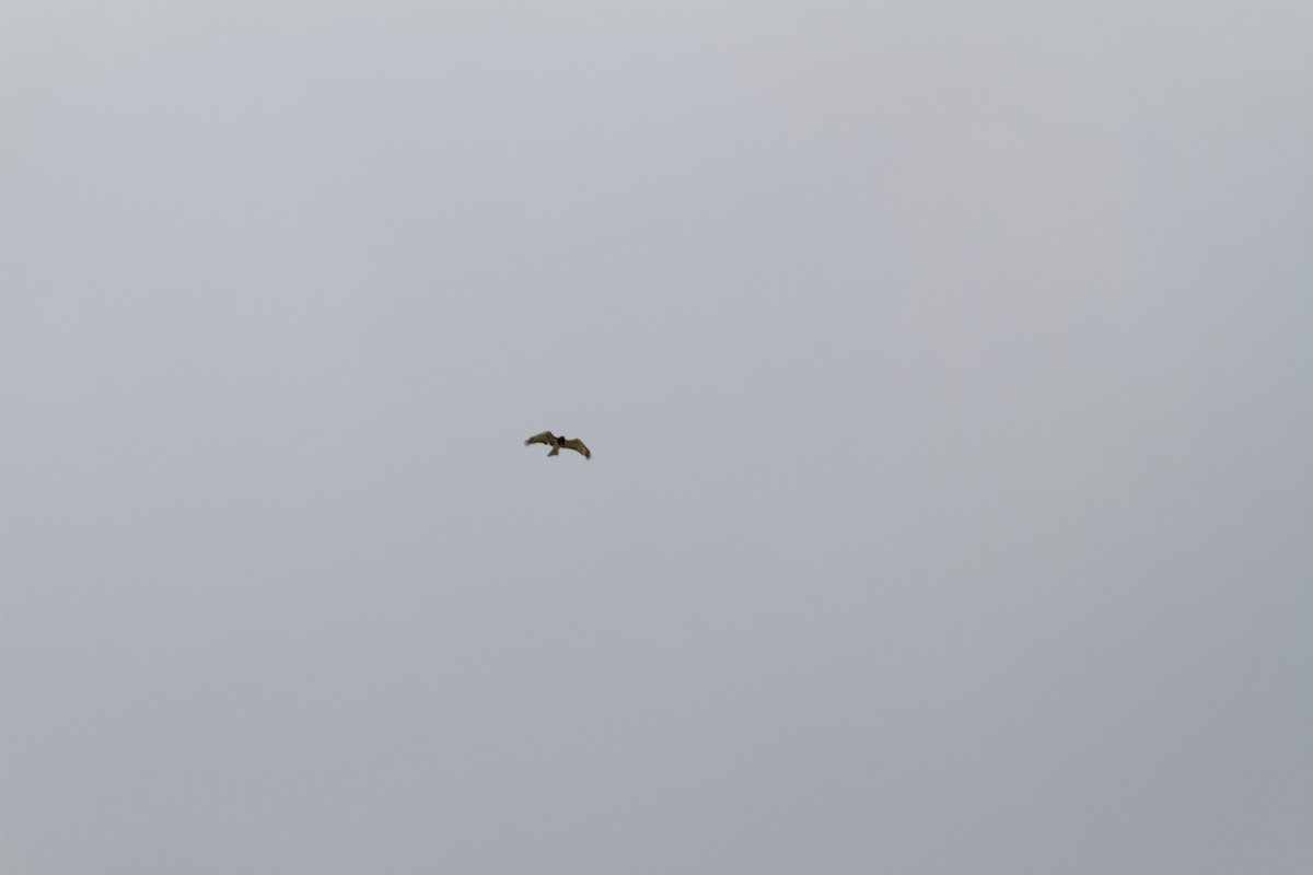 Short-toed Snake-Eagle - ML647358054