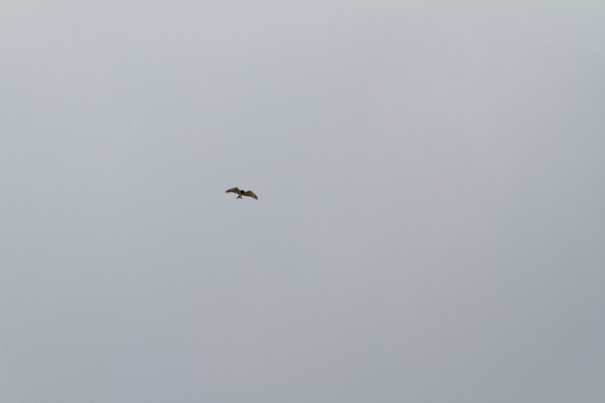 Short-toed Snake-Eagle - ML647358060