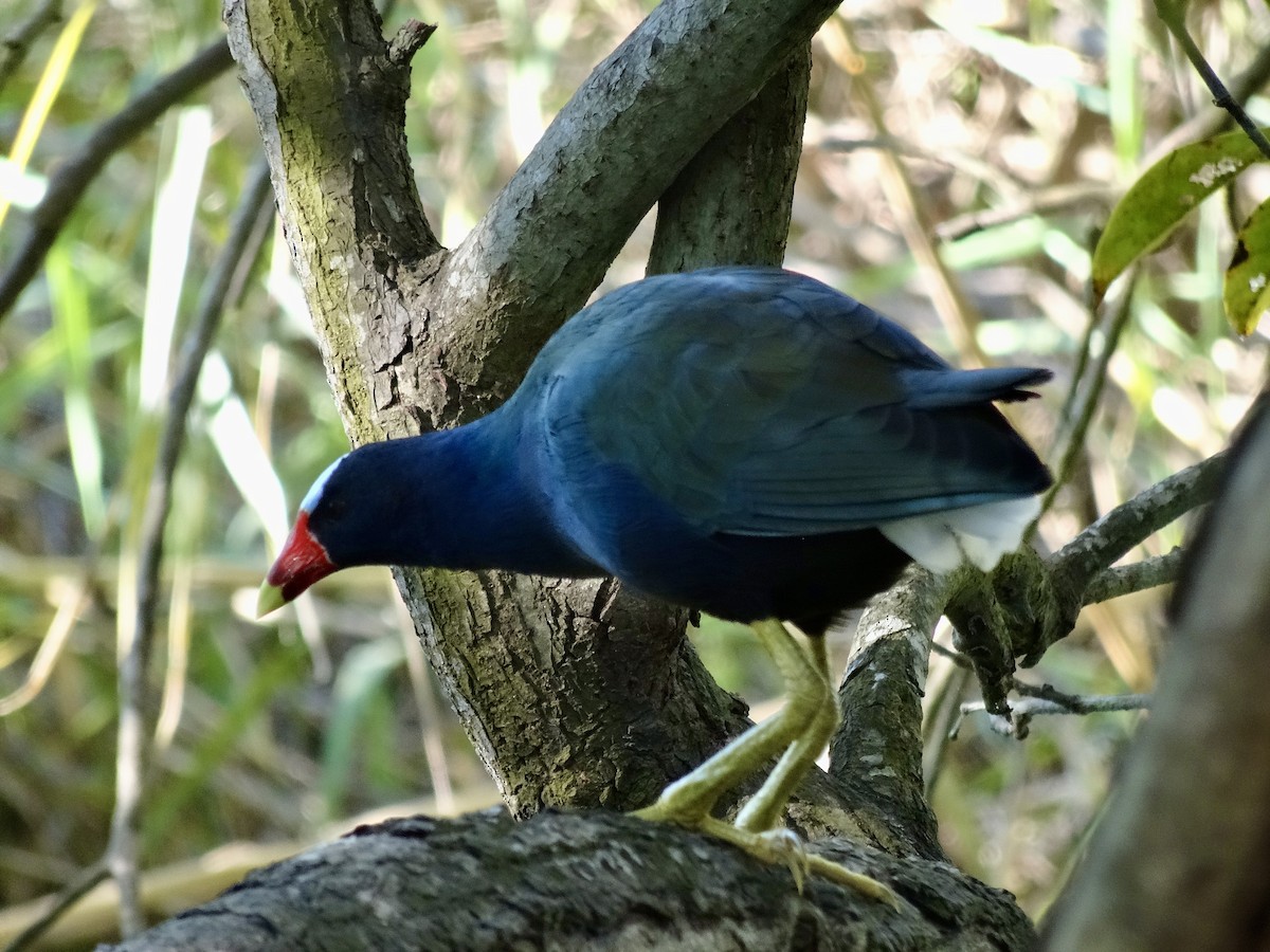 Purple Gallinule - ML647358061