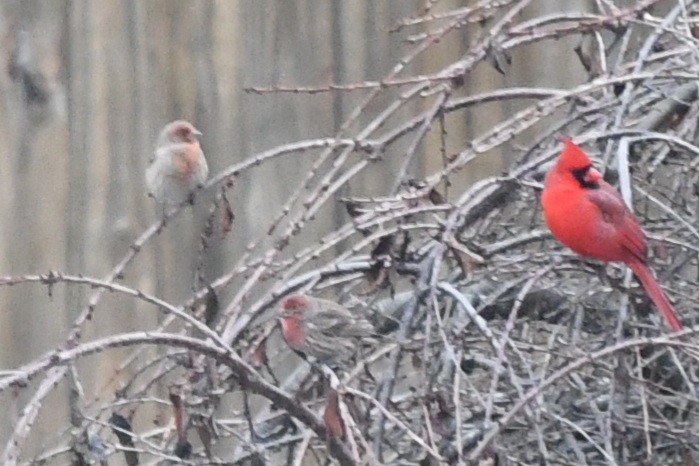 House Finch - ML647358071