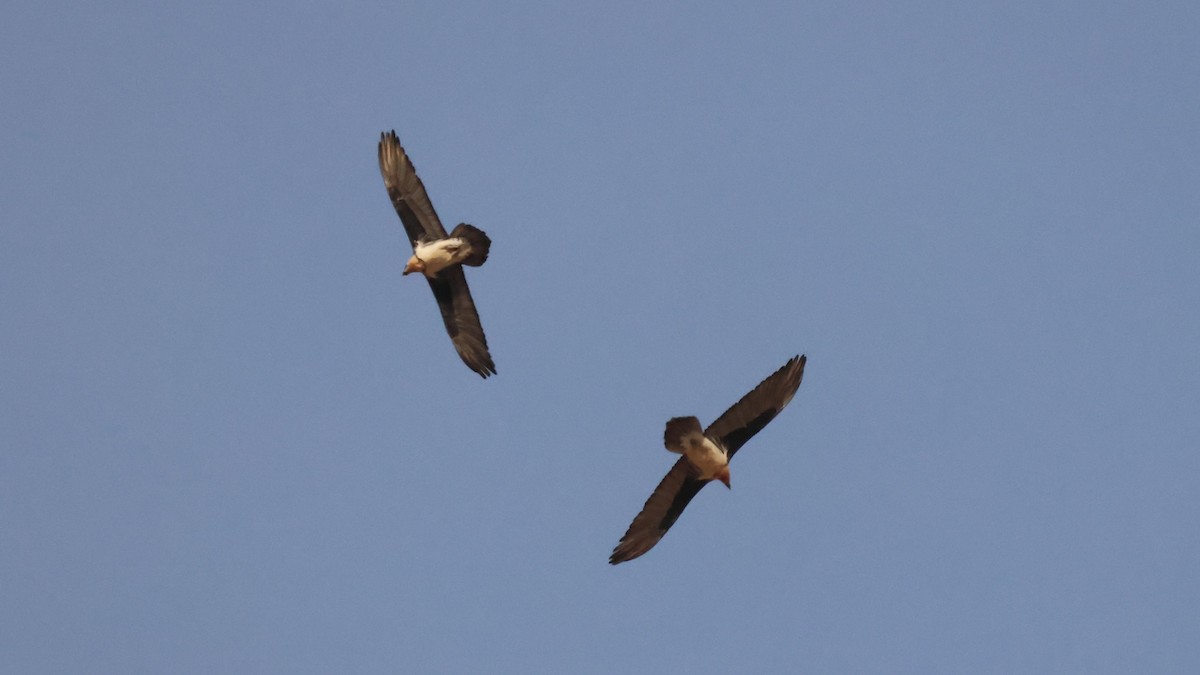 orlosup bradatý - ML647358077