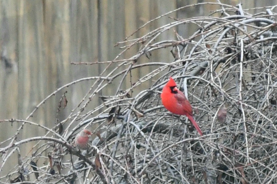 קרדינל צפוני - ML647358082