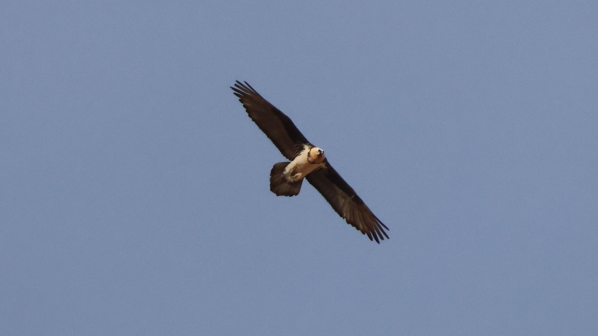 orlosup bradatý - ML647358083