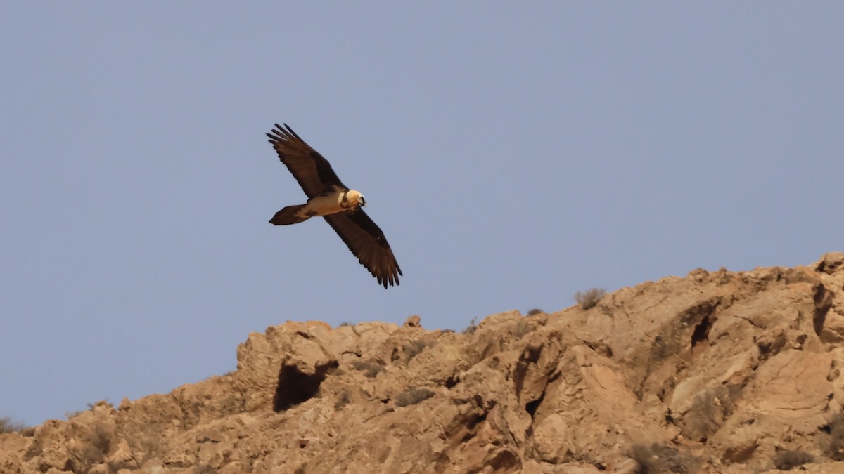 orlosup bradatý - ML647358088