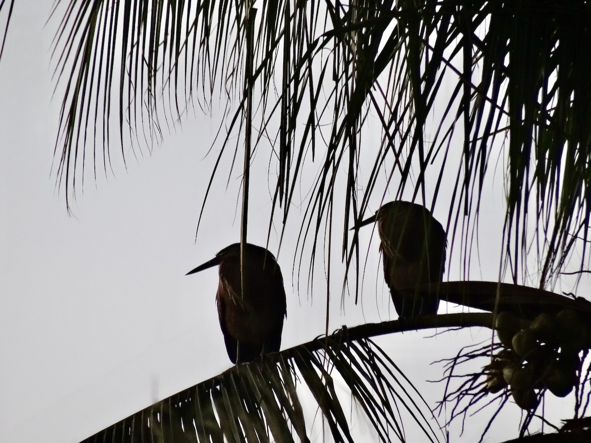 Bare-throated Tiger-Heron - ML647358098