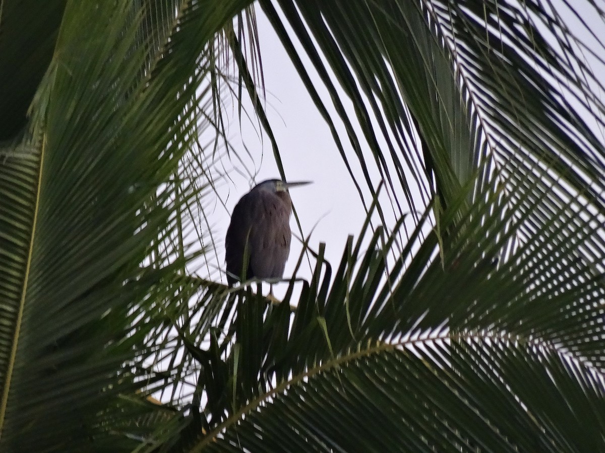 Bare-throated Tiger-Heron - ML647358101
