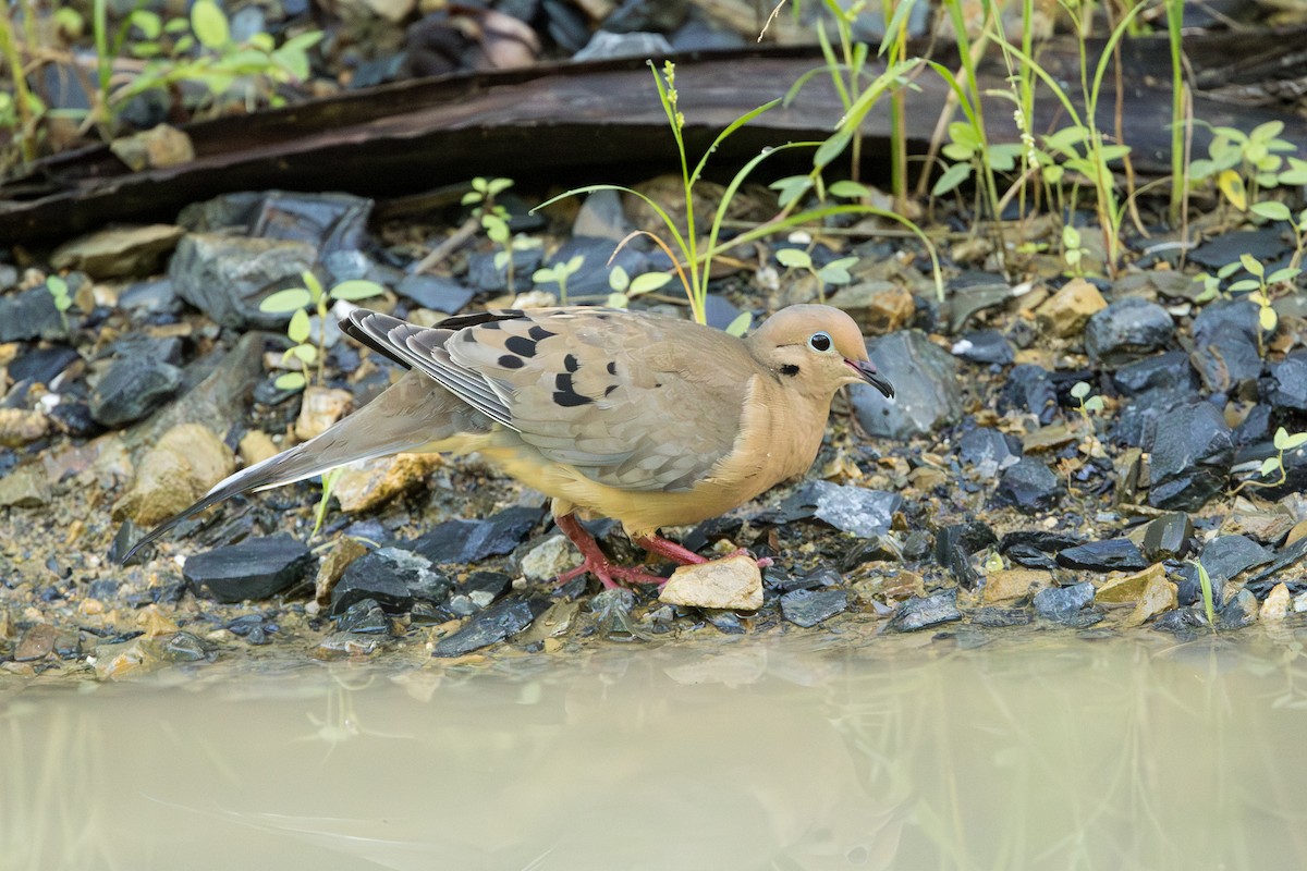 Mourning Dove - ML647358103