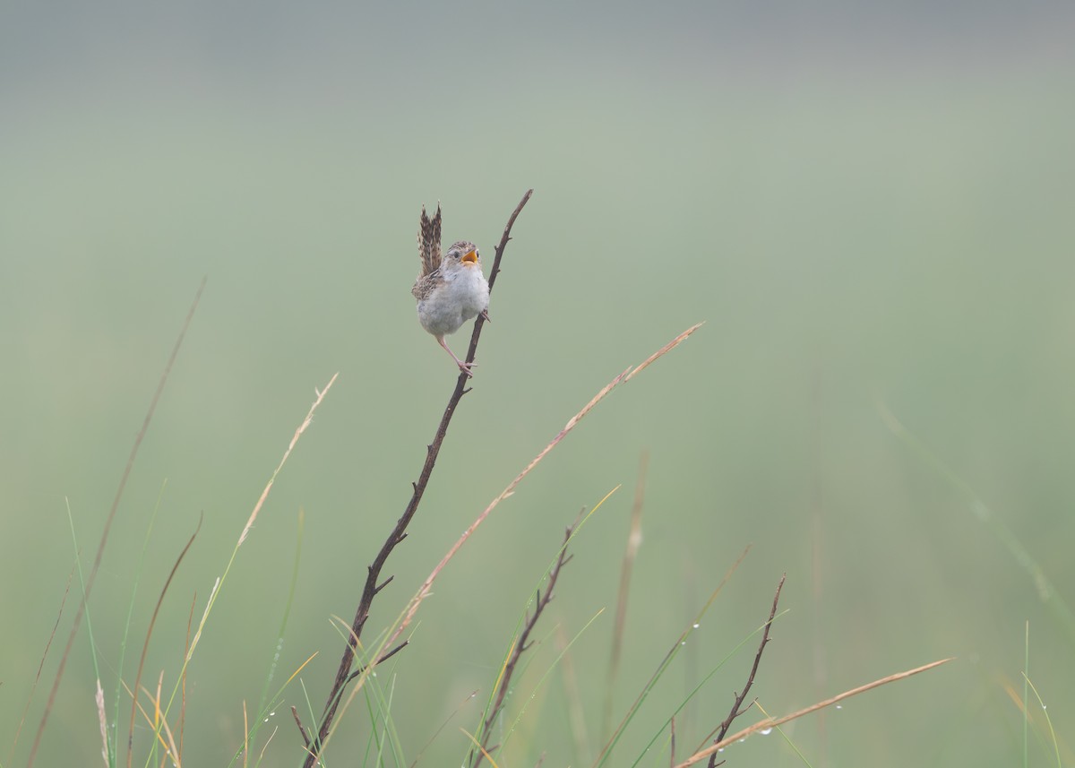 Grass Wren - ML647358104