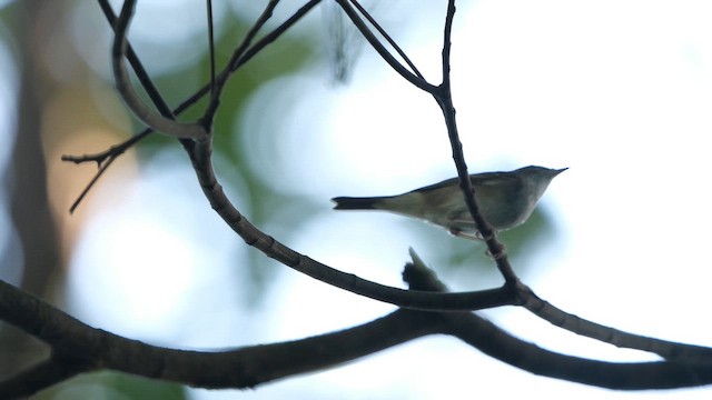 Sakhalin Leaf Warbler - ML647358122