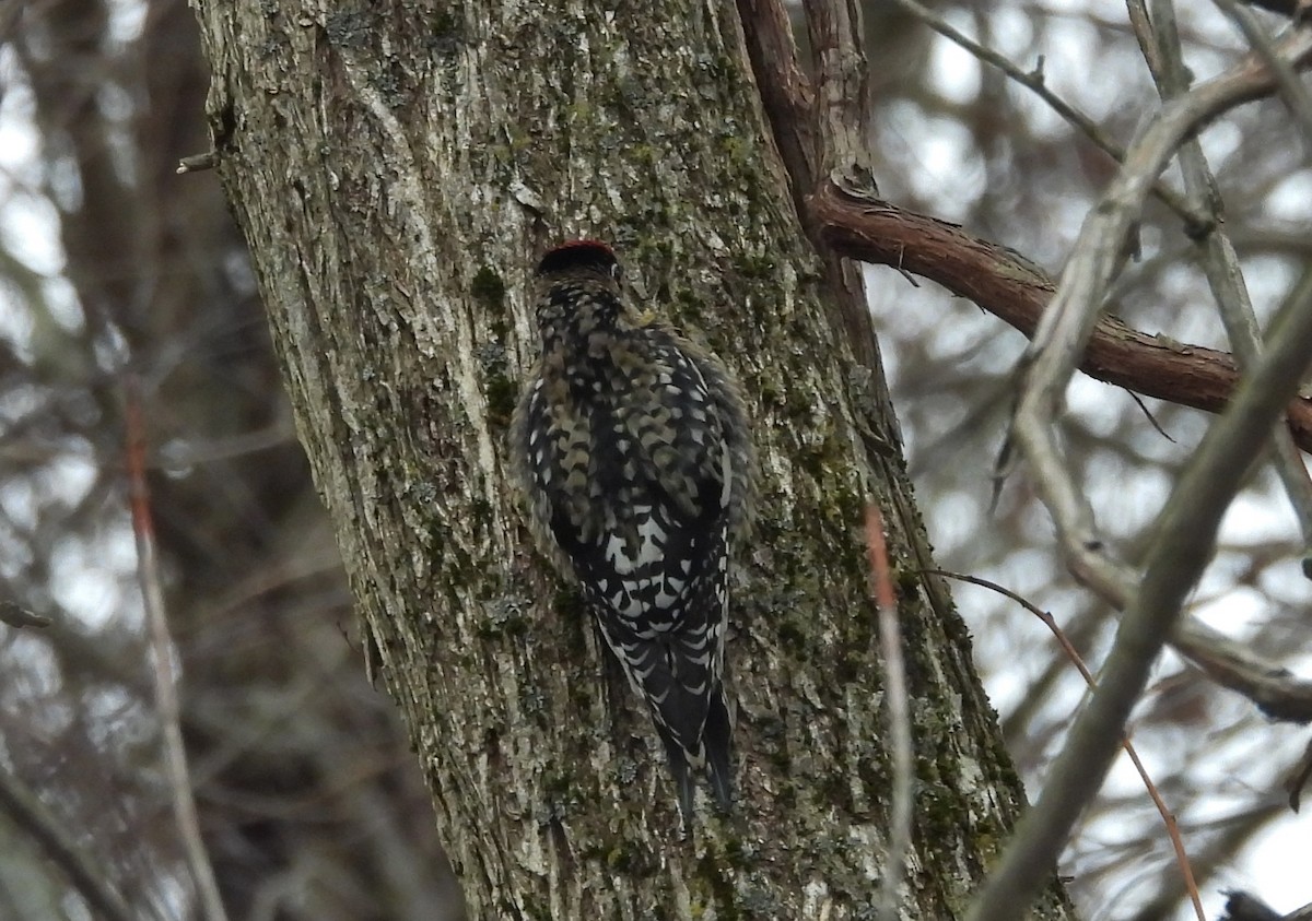 Yellow-bellied Sapsucker - ML647358123