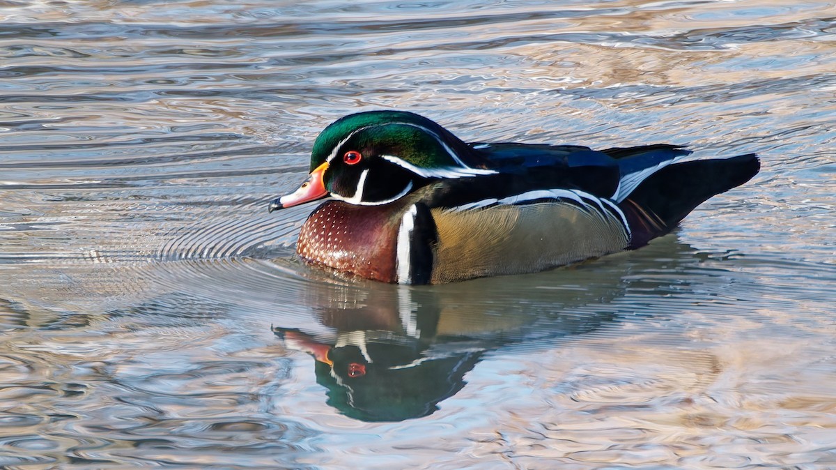 Canard branchu - ML647358154