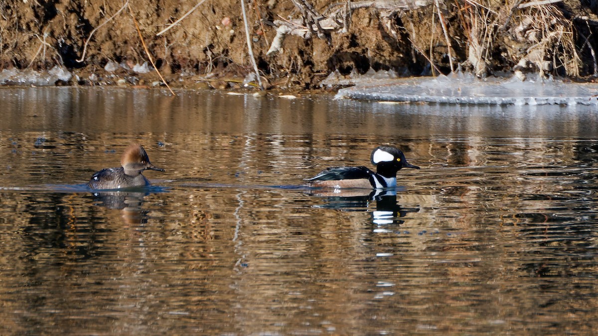 Hooded Merganser - ML647358163