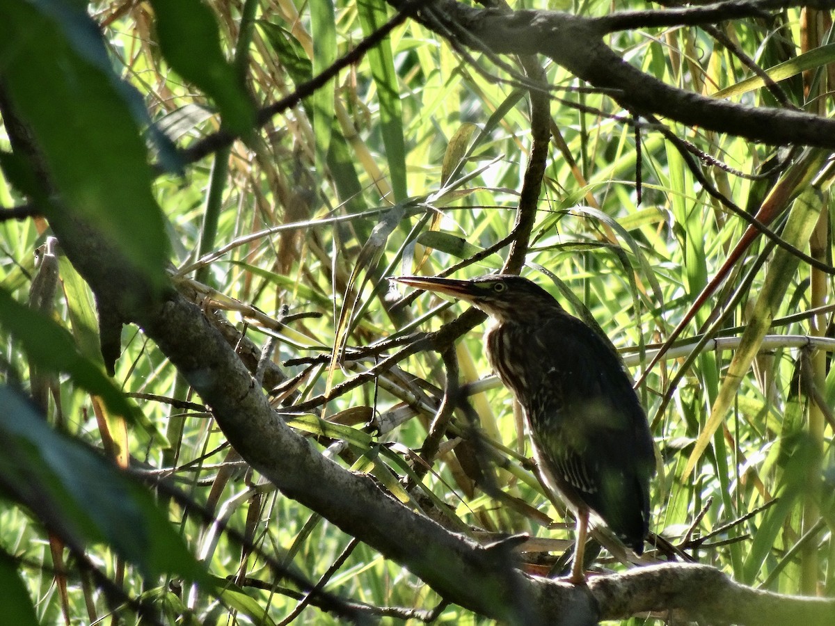 Green Heron - ML647358181