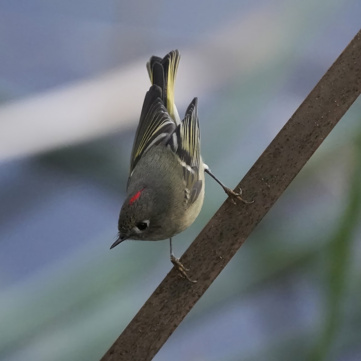 Ruby-crowned Kinglet - ML647358256