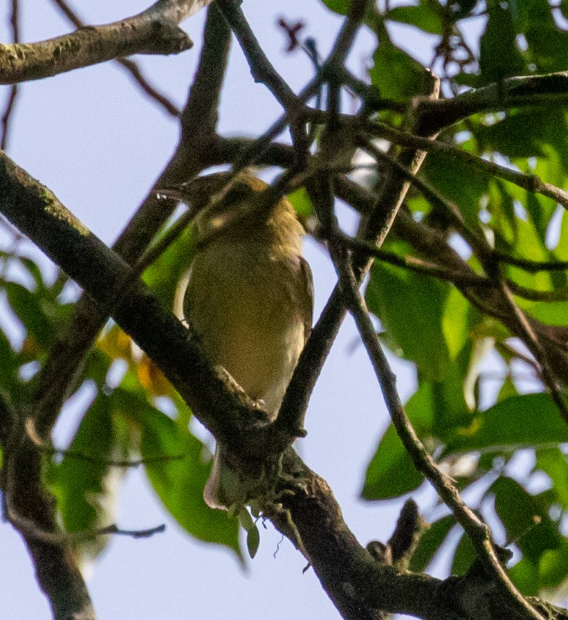 Reinita Castaña - ML647358292