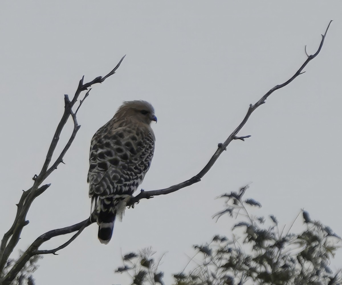 Merlin - ML647358300