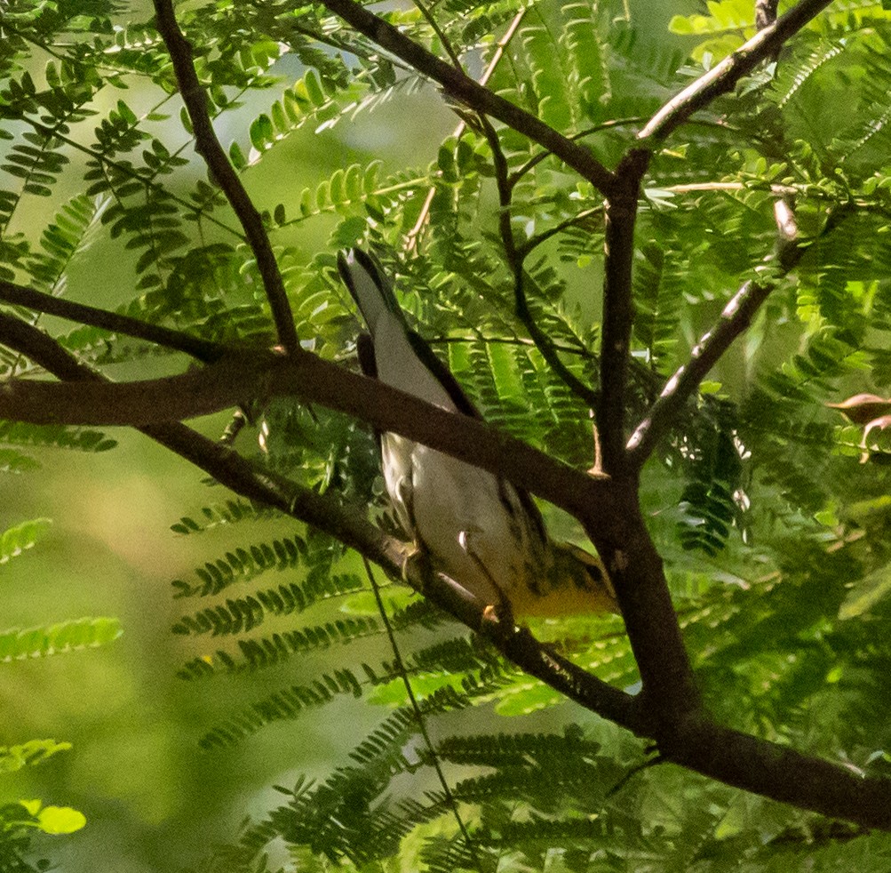 Blackburnian Warbler - ML647358309
