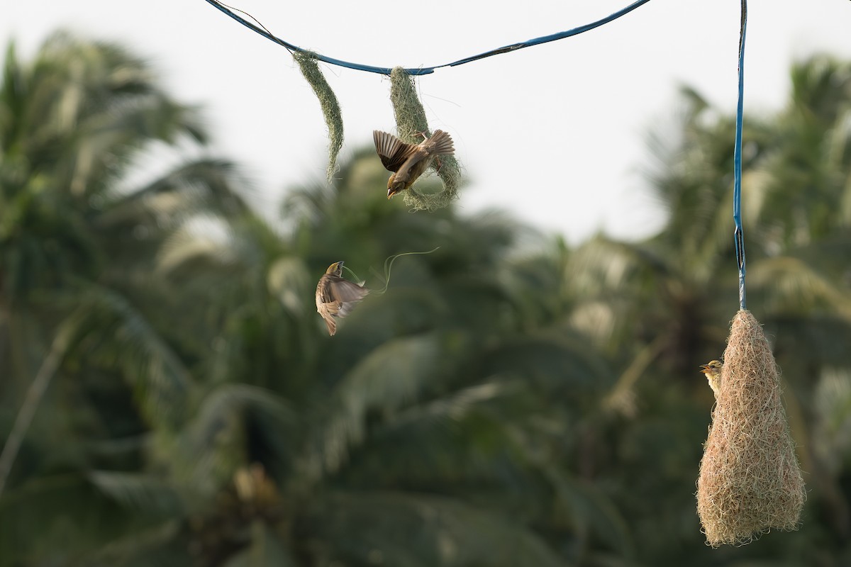 Бая - ML647358315