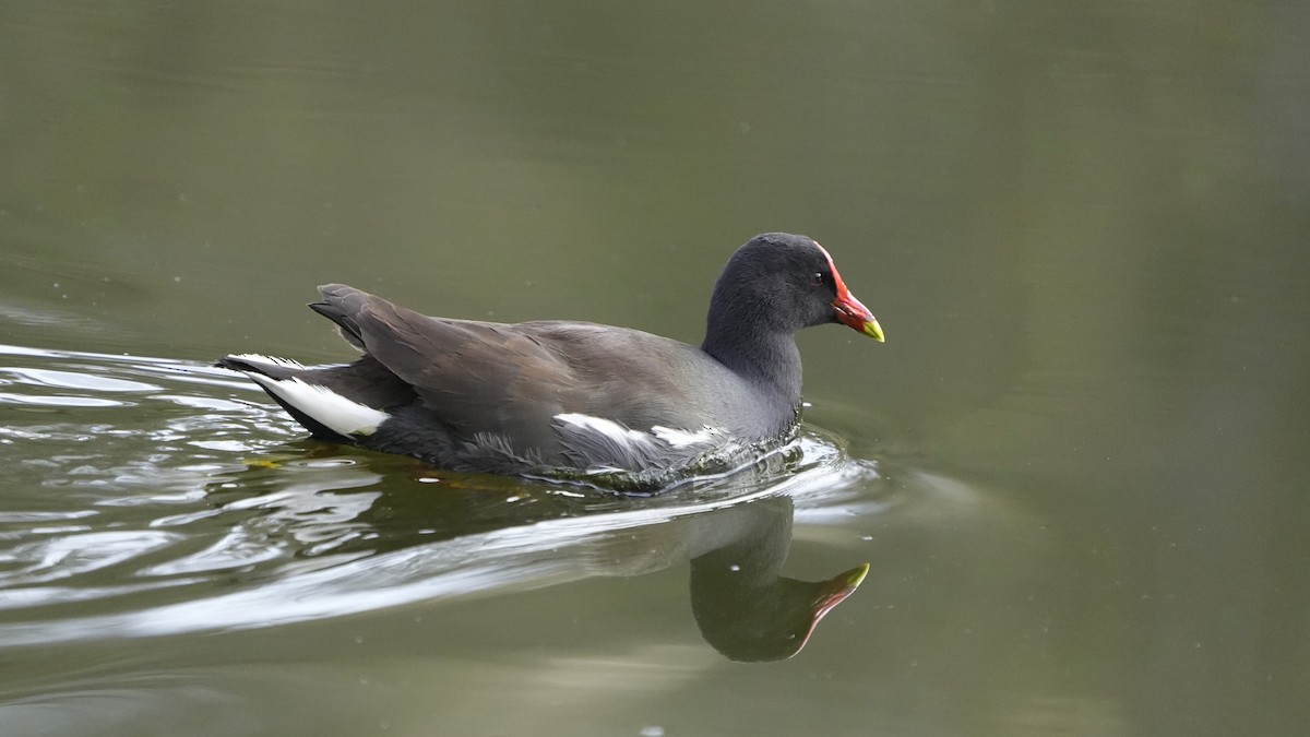 slípka americká - ML647358319