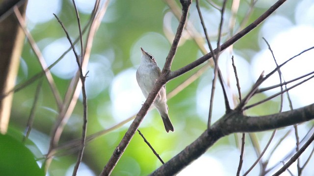 Sakhalin Leaf Warbler - ML647358320