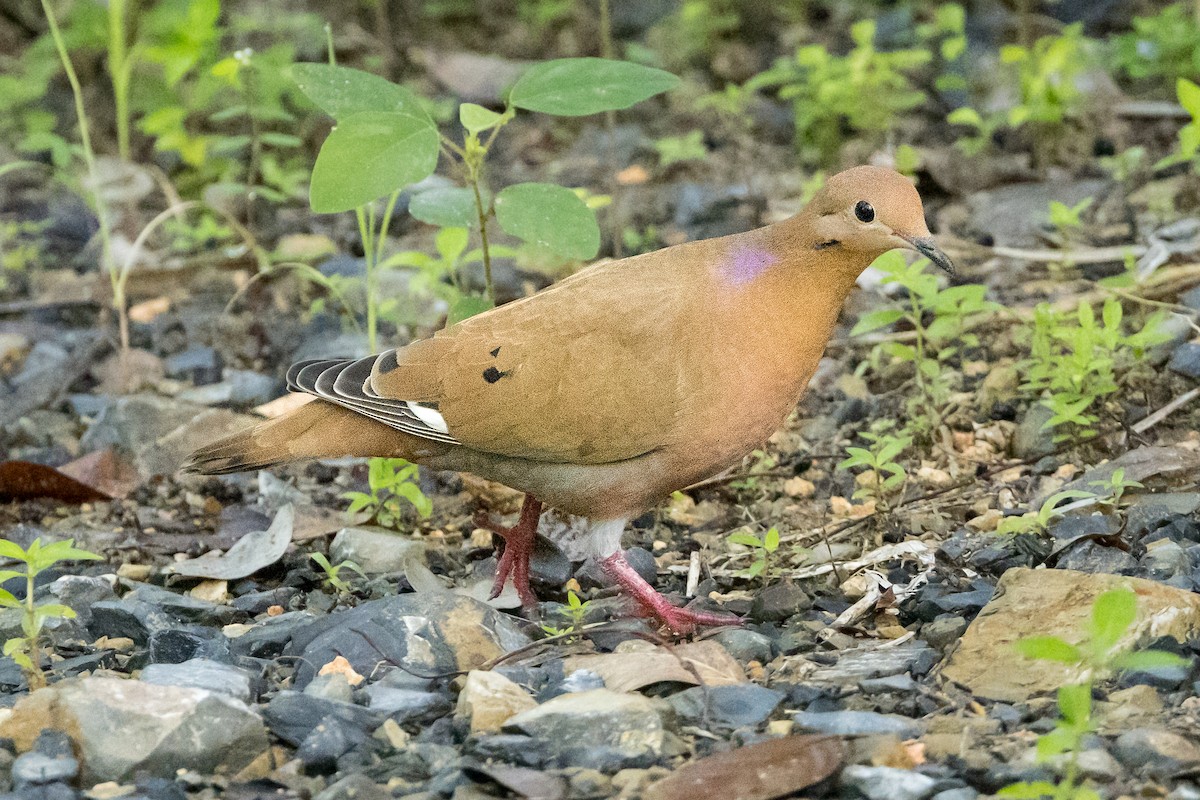 Zenaida Dove - ML647358331