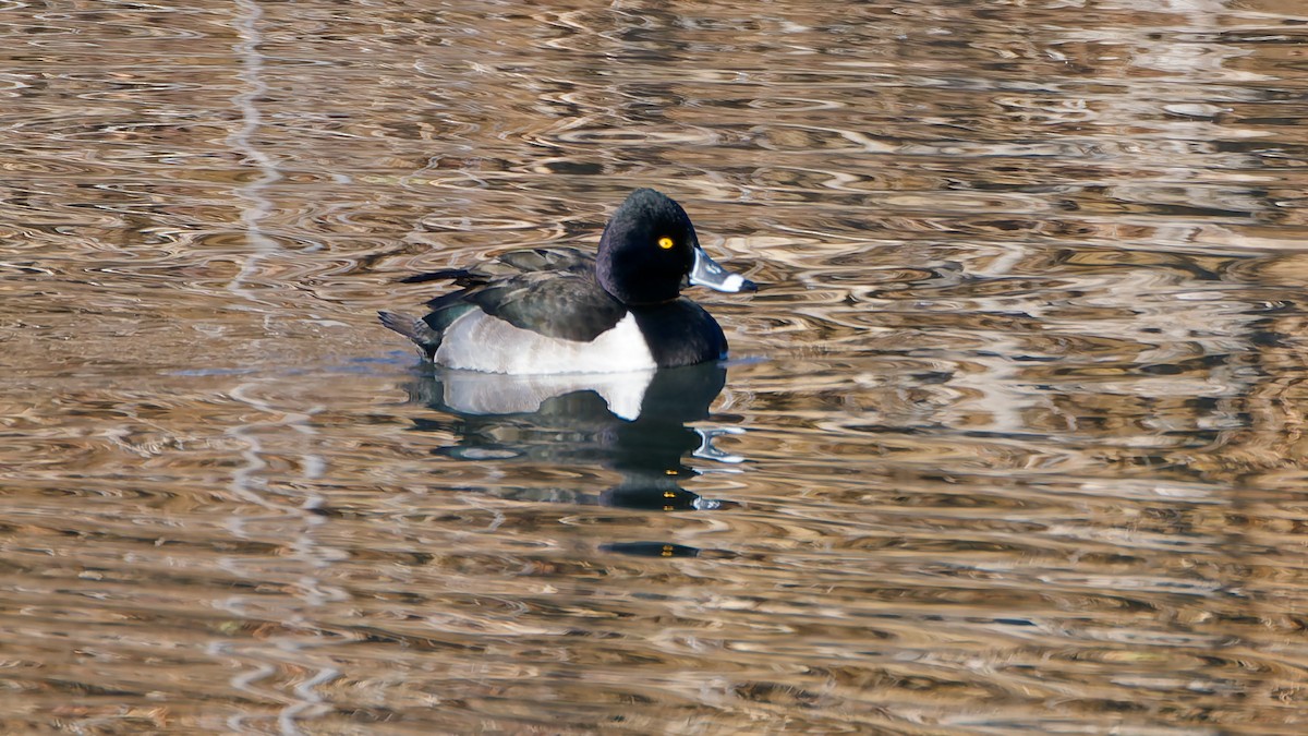 Ring-necked Duck - ML647358332