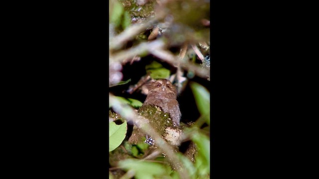 Сичик-ельф перуанський - ML647358334