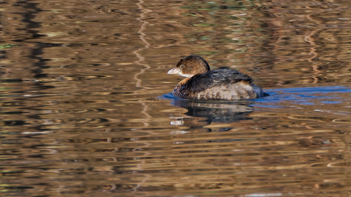 Pied-billed Grebe - ML647358335