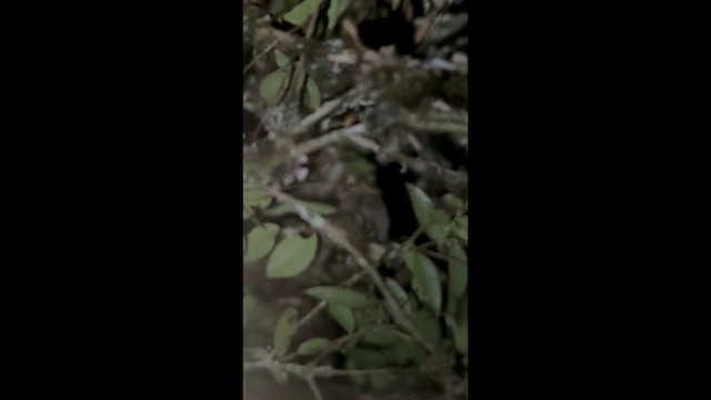 Сичик-ельф перуанський - ML647358336