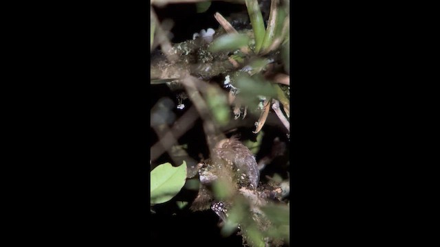 Сичик-ельф перуанський - ML647358337