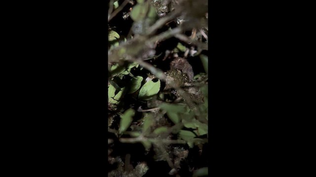 Сичик-ельф перуанський - ML647358338