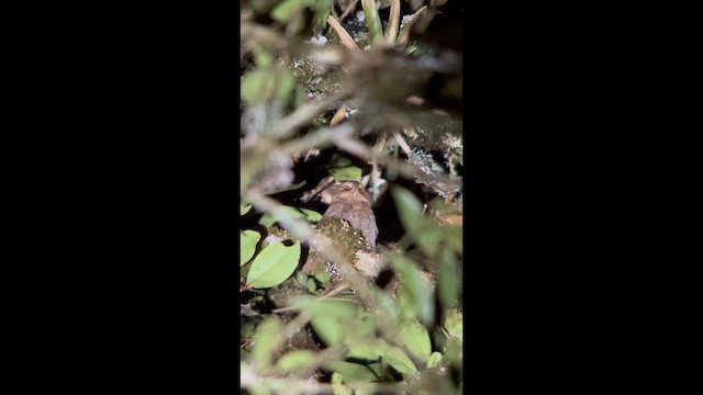 Сичик-ельф перуанський - ML647358339