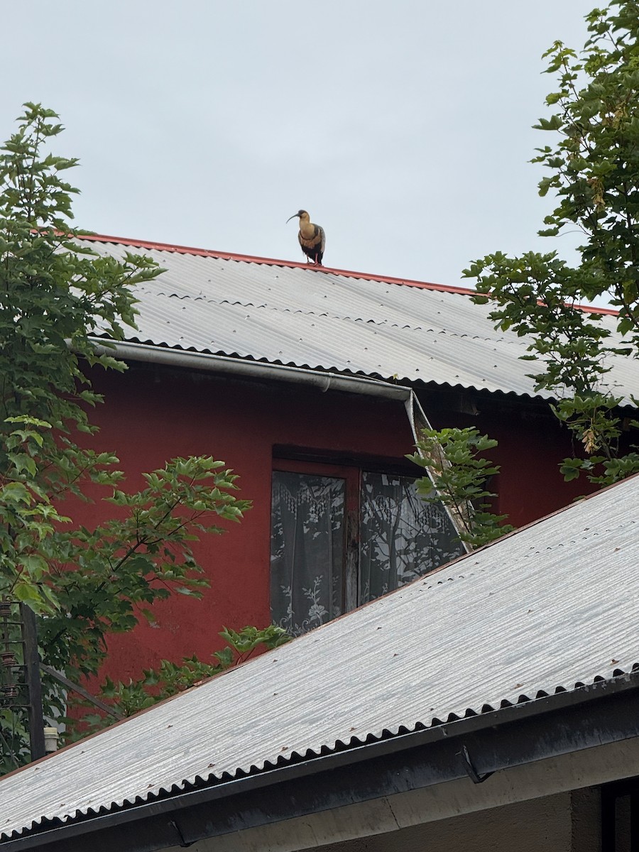 Black-faced Ibis - ML647358341