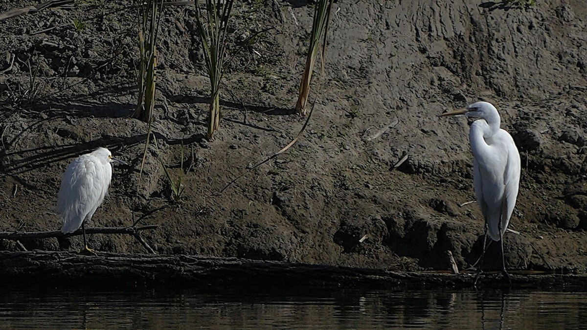 Snowy Egret - ML647358342