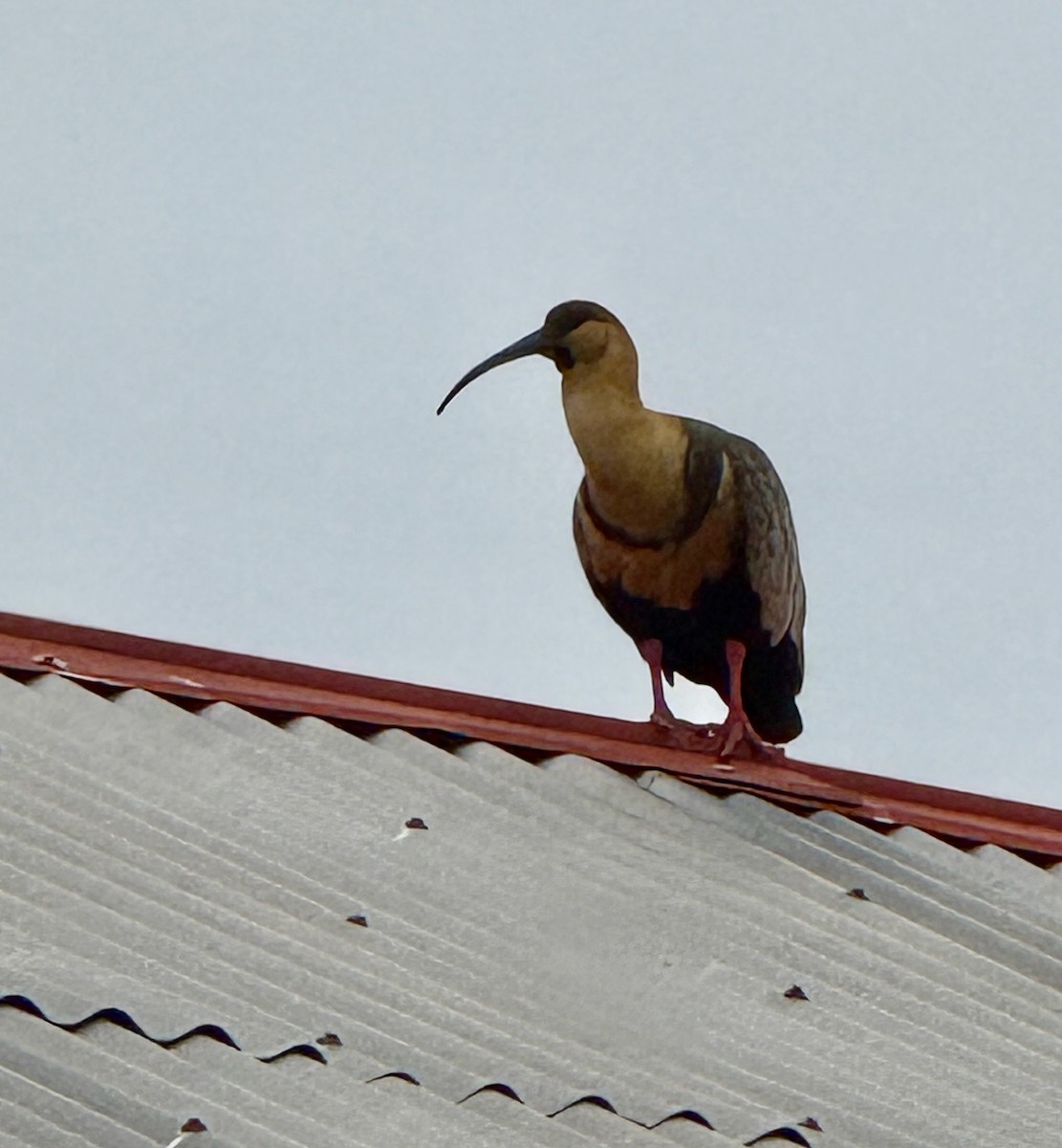 Black-faced Ibis - ML647358352