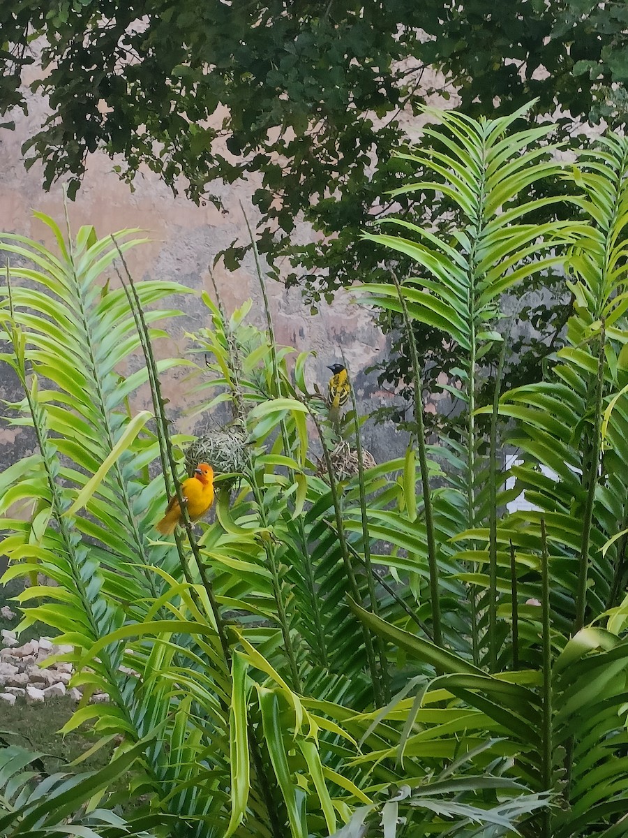 Golden Palm Weaver - ML647358360