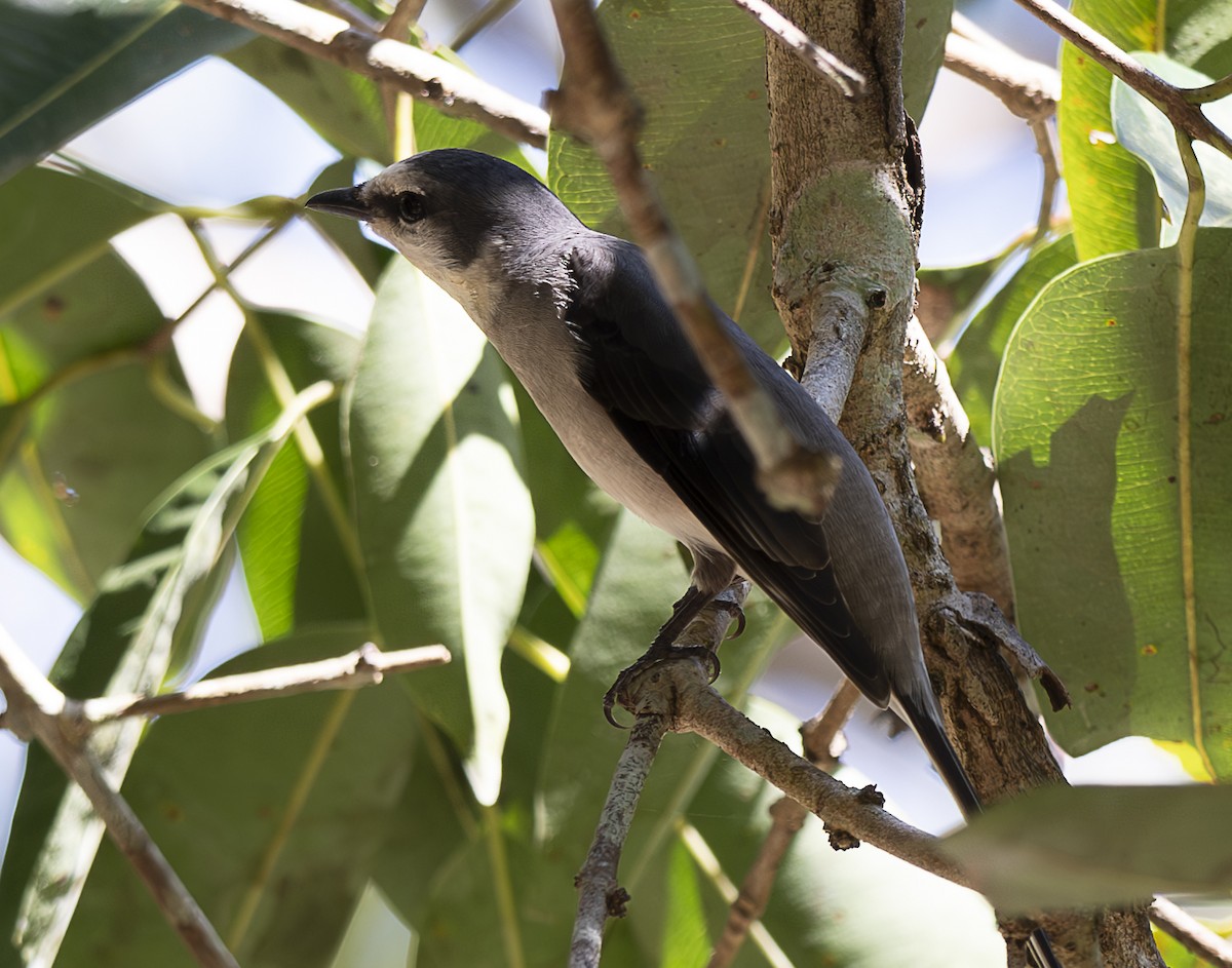 Brown-rumped Minivet - ML647358371