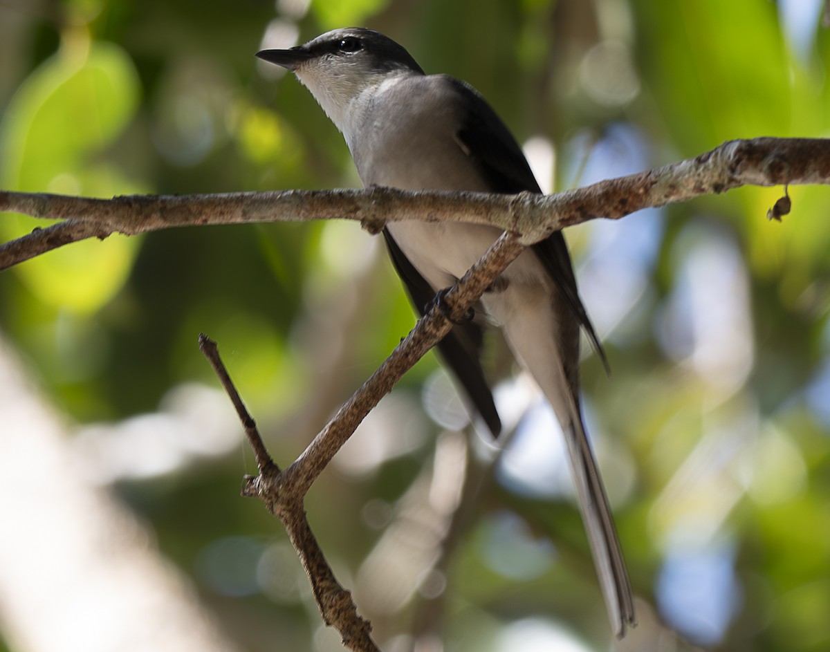 Brown-rumped Minivet - ML647358377