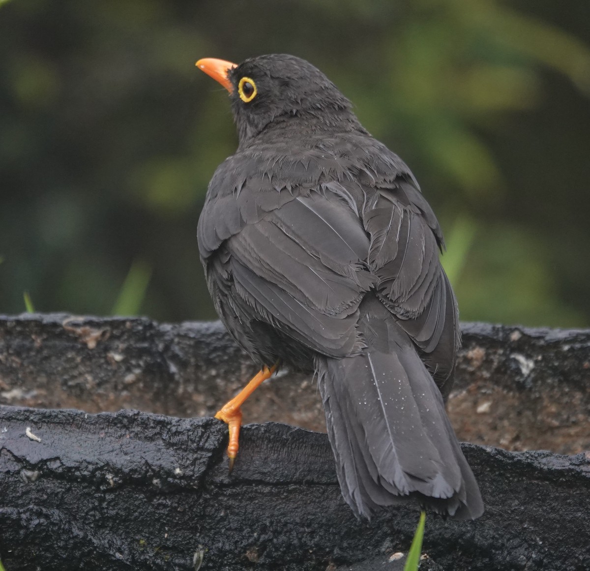 Great Thrush - ML647358378