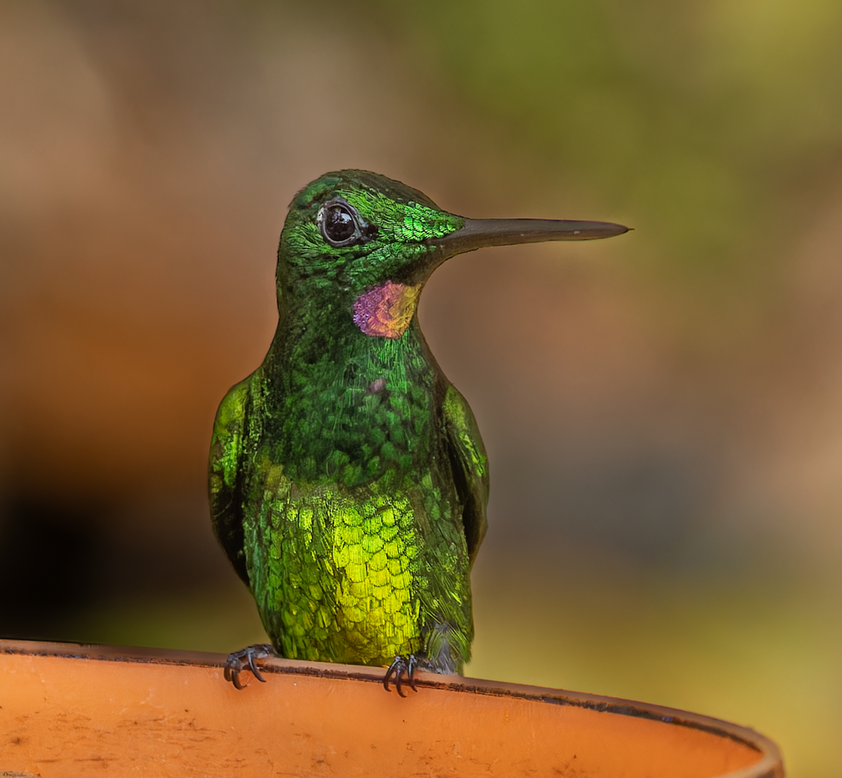 Empress Brilliant - ML647358380