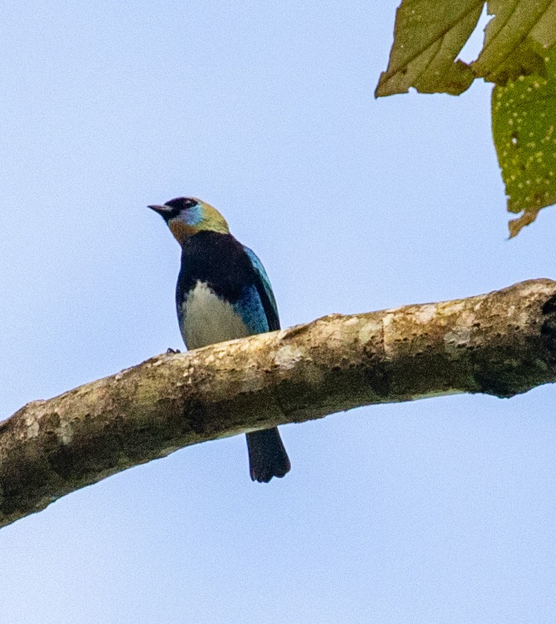 Golden-hooded Tanager - ML647358387