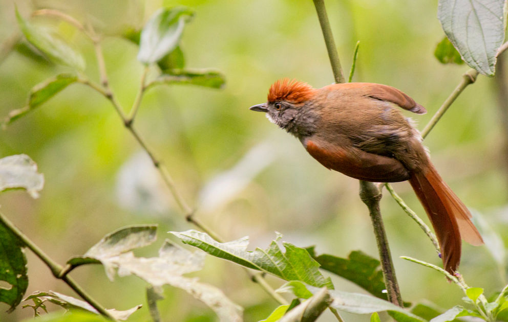 Sooty-fronted Spinetail - ML647358404