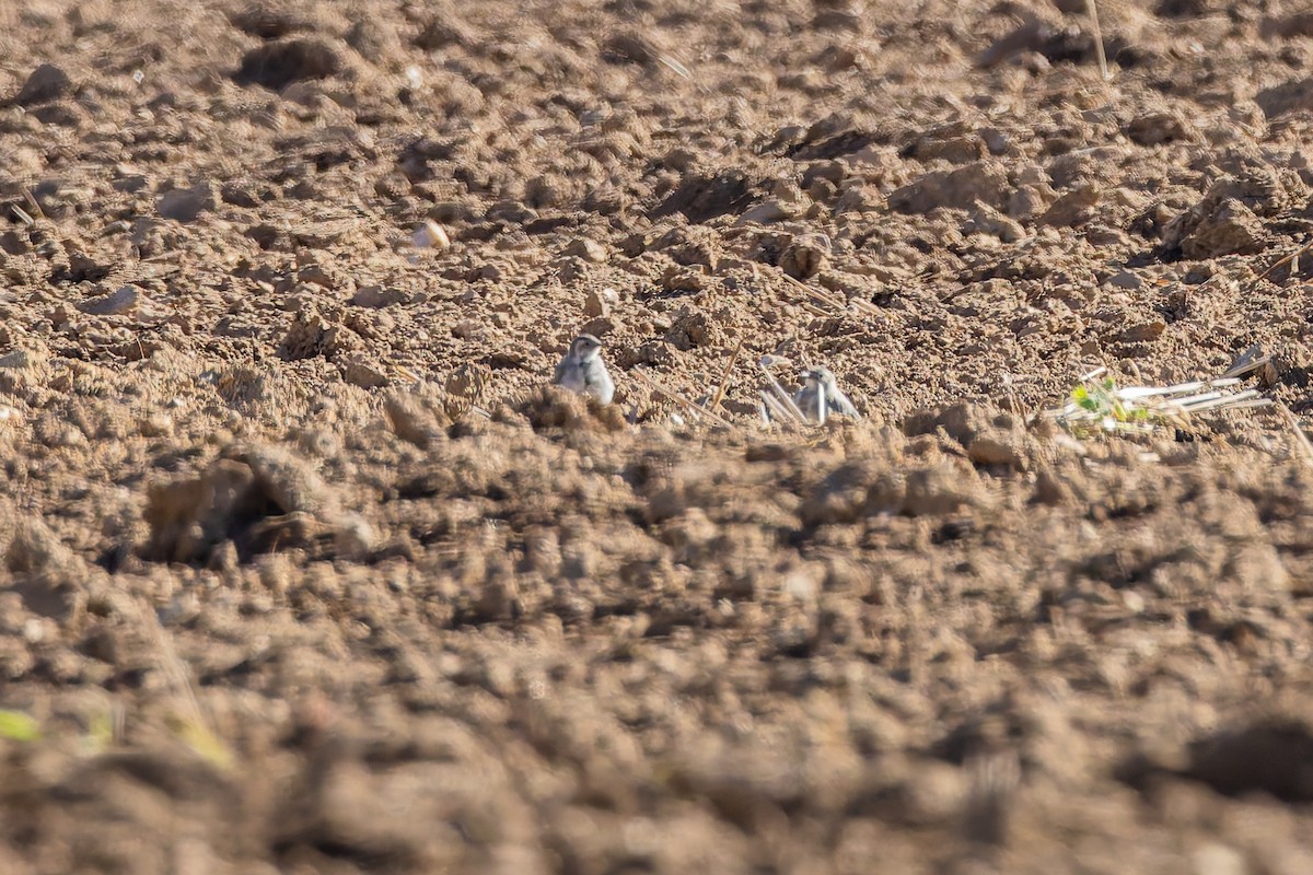 linerle - ML647358408