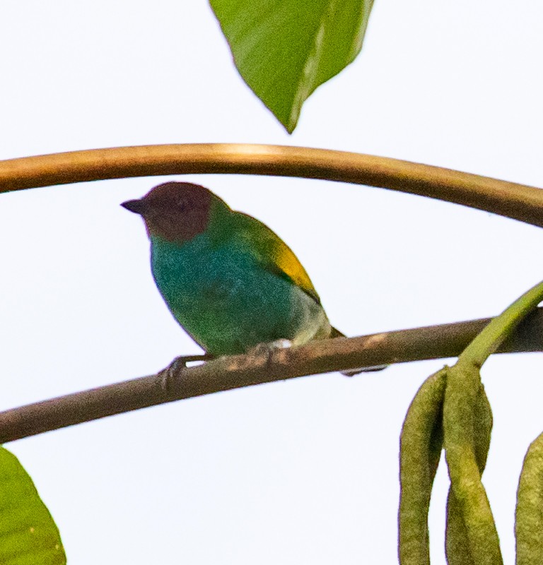 Calliste rouverdin - ML647358409