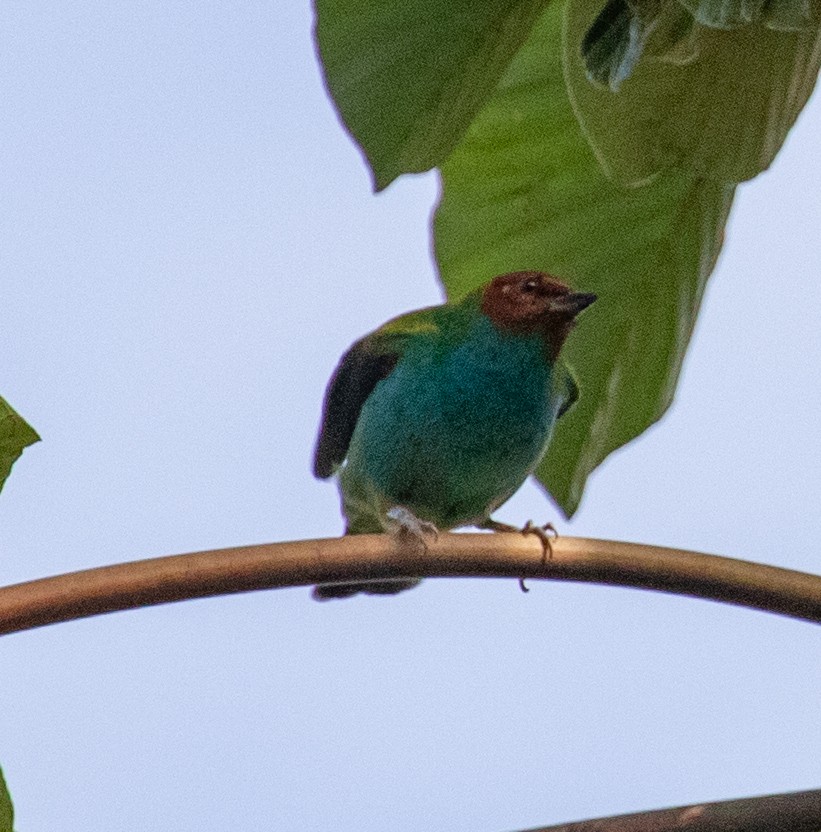 Calliste rouverdin - ML647358410