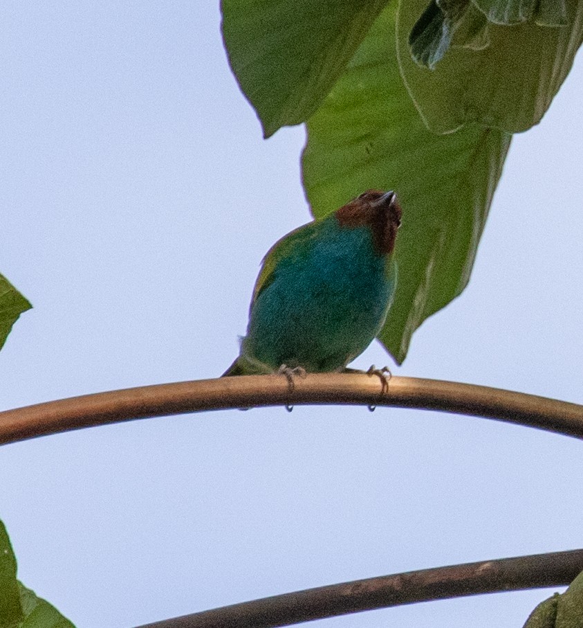 Calliste rouverdin - ML647358411