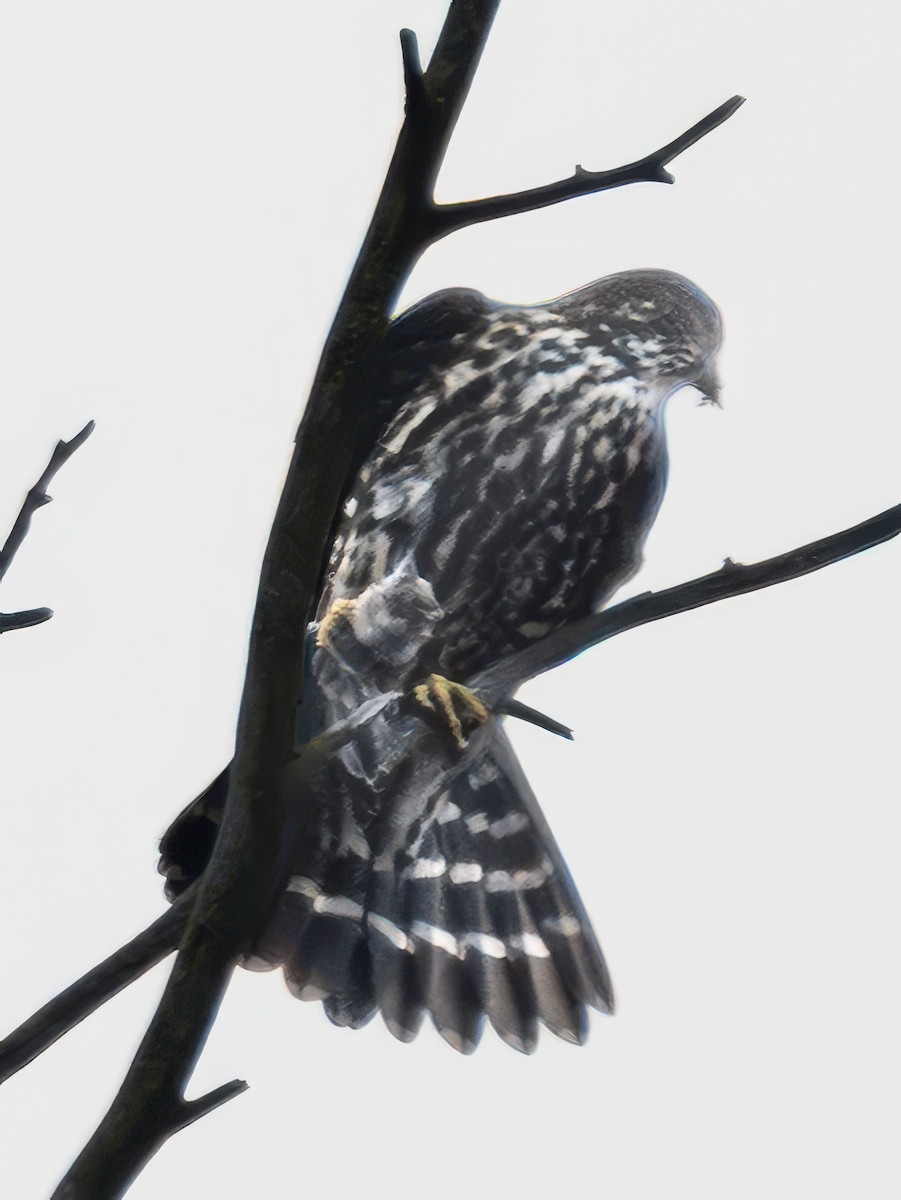 Merlin - ML647358416